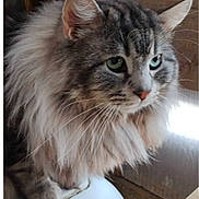 Pépito participe au concours pour gagner de l'argent avec cette photo : cat, fluffy, gray_tabby, green_eyes, sitting, indoor, wooden_background, pet, animal, feline, closeup, whiskers, ears, fur, domestic_cat, looking_away, side_view, table, white_surface, cozy