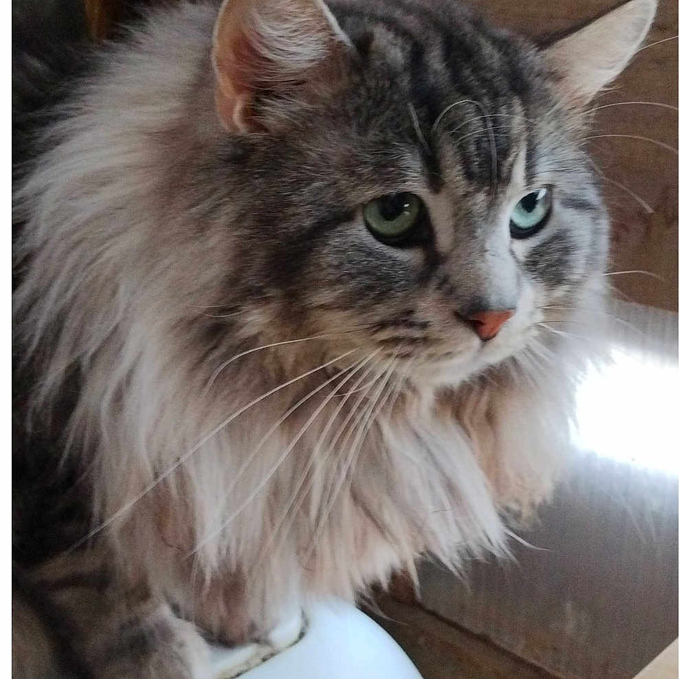 Pépito participe au concours pour gagner de l'argent avec cette photo : cat, fluffy, gray_tabby, green_eyes, sitting, indoor, wooden_background, pet, animal, feline, closeup, whiskers, ears, fur, domestic_cat, looking_away, side_view, table, white_surface, cozy