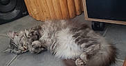 Jady participe au concours pour gagner de l'argent avec cette photo : animal, cat, cozy, curled_up, cute, domestic, feline, floor, fluffy, fur, gray, indoor, pet, quiet, relaxation, resting, sleeping, speaker, tile, wood
