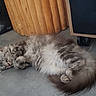 animal, cat, cozy, curled_up, cute, domestic, feline, floor, fluffy, fur, gray, indoor, pet, quiet, relaxation, resting, sleeping, speaker, tile, wood