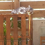 Jady a rejoint le concours — aidez-le/la à gagner de superbes lots ! animal, cat, cozy, daylight, fence, fluffy, greenery, nature, outdoor, peaceful, pet, plant, quiet, relaxing, resting, sleeping, sunlight, wood, wooden_fence, wooden_pallet