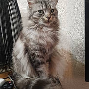 Jady participe au concours pour gagner de l'argent avec cette photo : cat, fluffy, gray_tabby, tail, sitting, indoor, lamp, wire_lamp, textured_wall, fur, pet, animal, whiskers, ears, side_view, calm, domestic_cat, closeup, feline, household