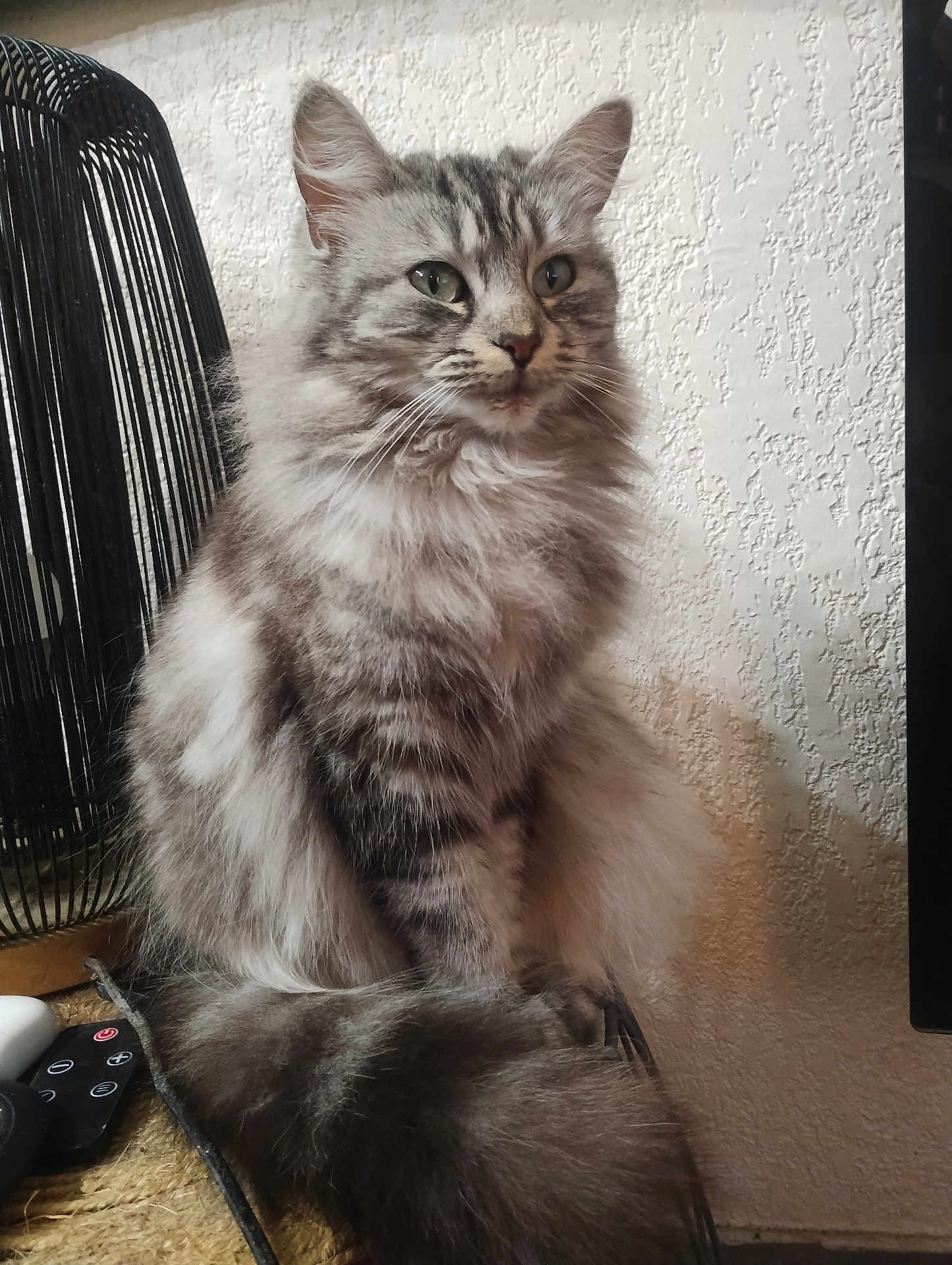 Jady participe au concours pour gagner de l'argent avec cette photo : cat, fluffy, gray_tabby, tail, sitting, indoor, lamp, wire_lamp, textured_wall, fur, pet, animal, whiskers, ears, side_view, calm, domestic_cat, closeup, feline, household