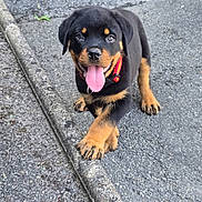 Gustave a rejoint le concours — aidez-le/la à gagner de superbes lots ! puppy, rottweiler, dog, tongue_out, paw, curb, outdoor, asphalt, black_and_tan, pet, young_dog, playful, collar, canine, walking_surface, cute, animal, friendly, small_dog, alert