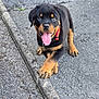 puppy, rottweiler, dog, tongue_out, paw, curb, outdoor, asphalt, black_and_tan, pet, young_dog, playful, collar, canine, walking_surface, cute, animal, friendly, small_dog, alert