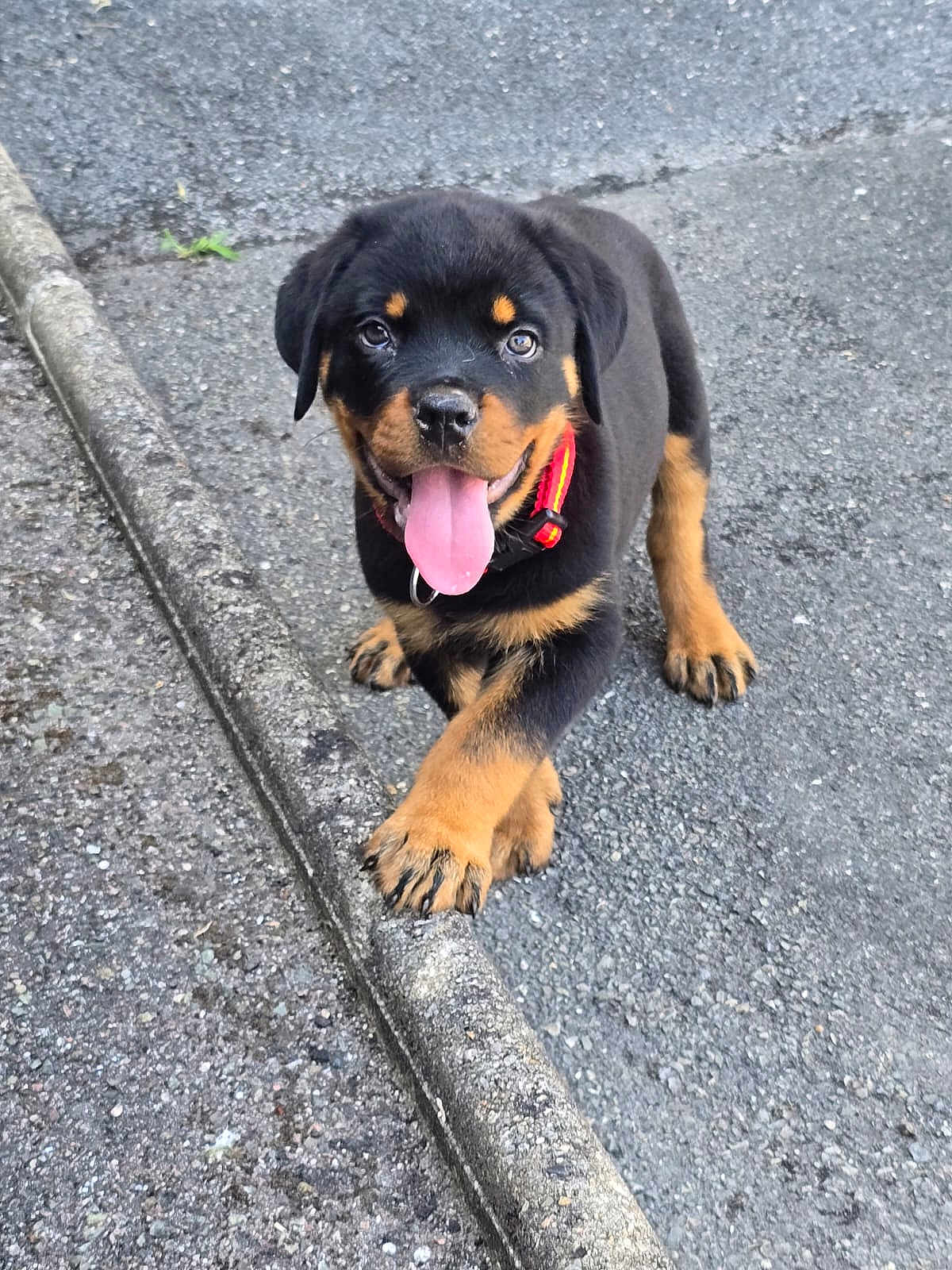 Gustave a rejoint le concours — aidez-le/la à gagner de superbes lots ! puppy, rottweiler, dog, tongue_out, paw, curb, outdoor, asphalt, black_and_tan, pet, young_dog, playful, collar, canine, walking_surface, cute, animal, friendly, small_dog, alert