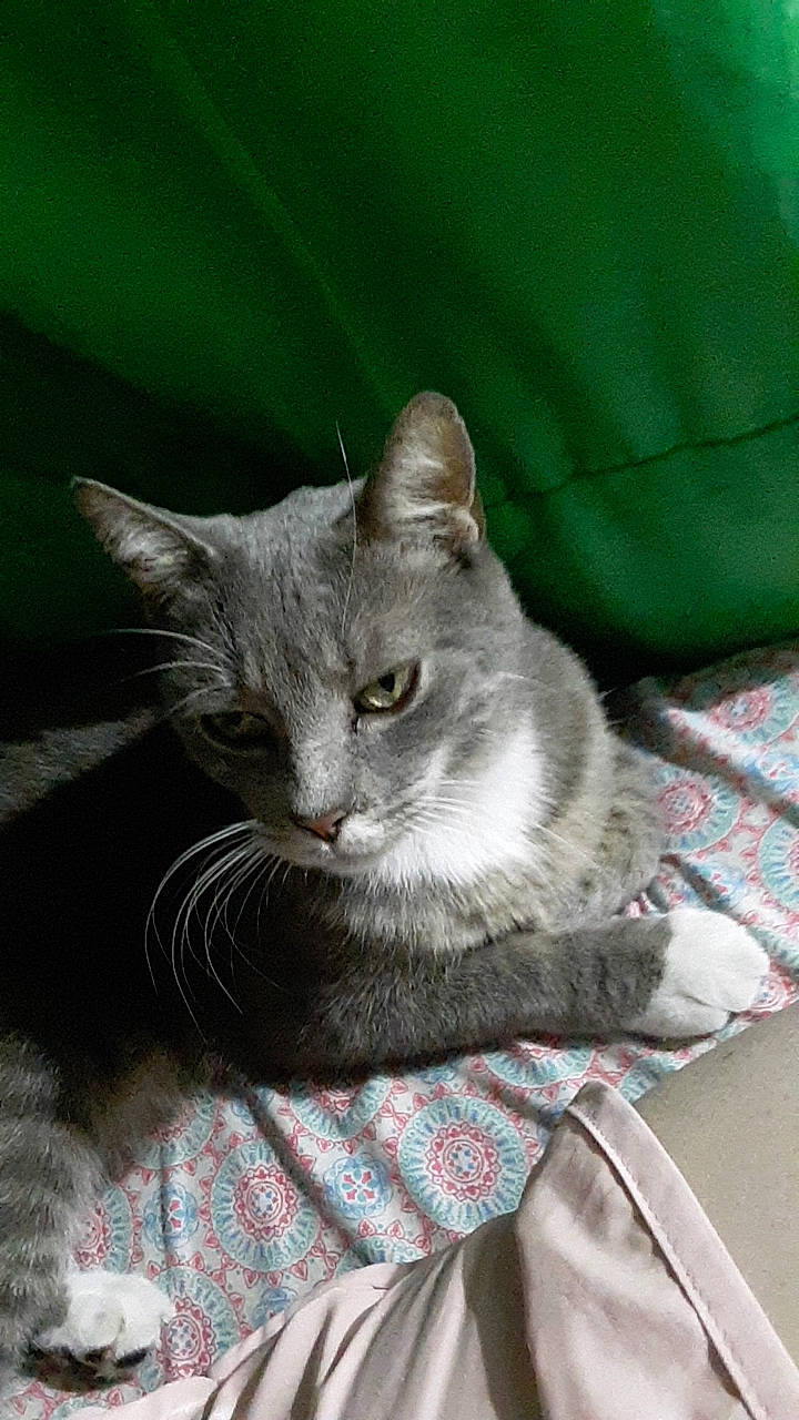 Greyson is registered to the contest to win money with this photo: carnivore, cat, cat_toy, comfort, domestic_short_haired_cat, felidae, fur, grey, paw, sitting, small_to_medium_sized_cats, snout, tail, whiskers