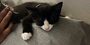 David Oreo is registered to the contest to win money with this photo: black_and_white, cat, closeup, cozy, cute, feline, gray, hand, human, indoor, kitten, nose, paw, pet, pillow, relaxation, resting, sleeping, soft, whiskers
