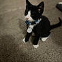 David Oreo is registered to the contest to win money with this photo: animal, black_and_white, blurred, carpet, cat, collar, cozy, cute, domestic, feline, fur, indoor, kitten, paw, pet, sitting, small, tail, whiskers, young