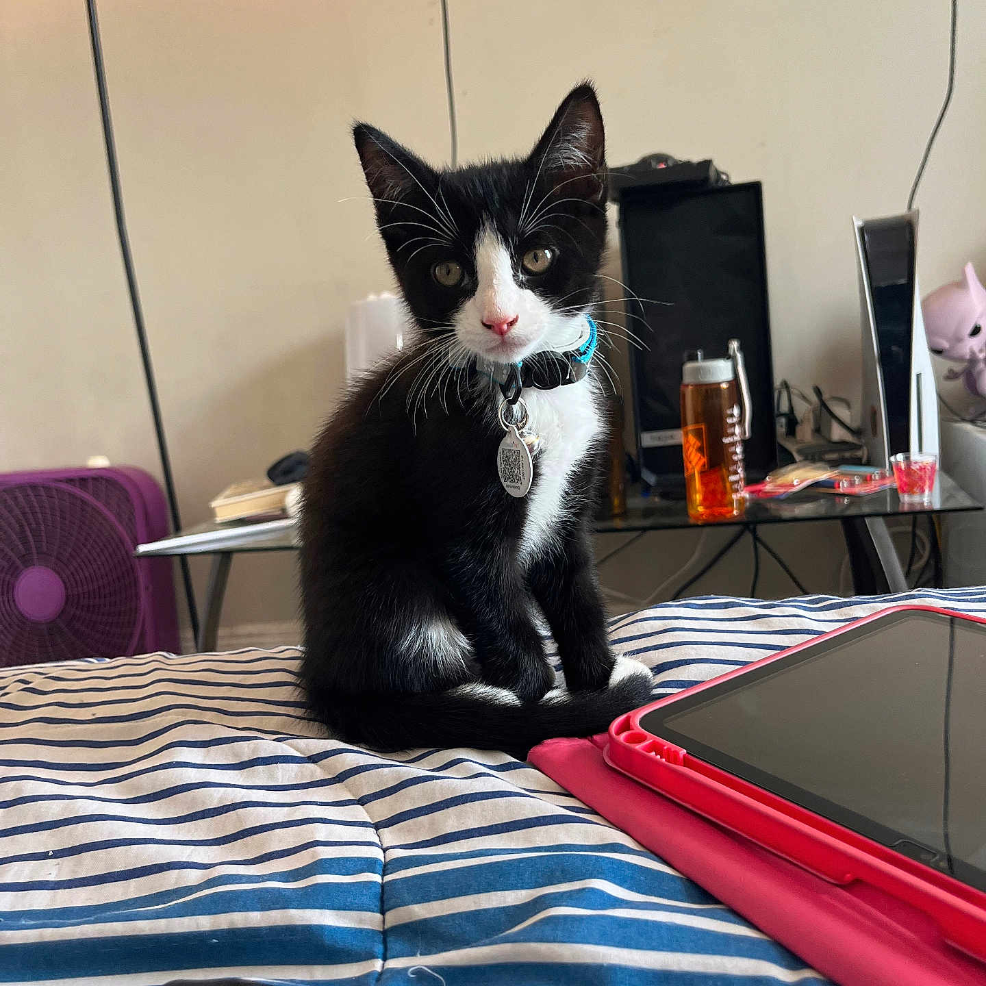 David Oreo joined the competition — help win amazing prizes! bed, black_and_white, bottle, cat, collar, cords, curious, electronics, fan, furniture, glass_table, indoor, kitten, pet, red_case, room, sitting, striped_bedspread, tablet, whiskers