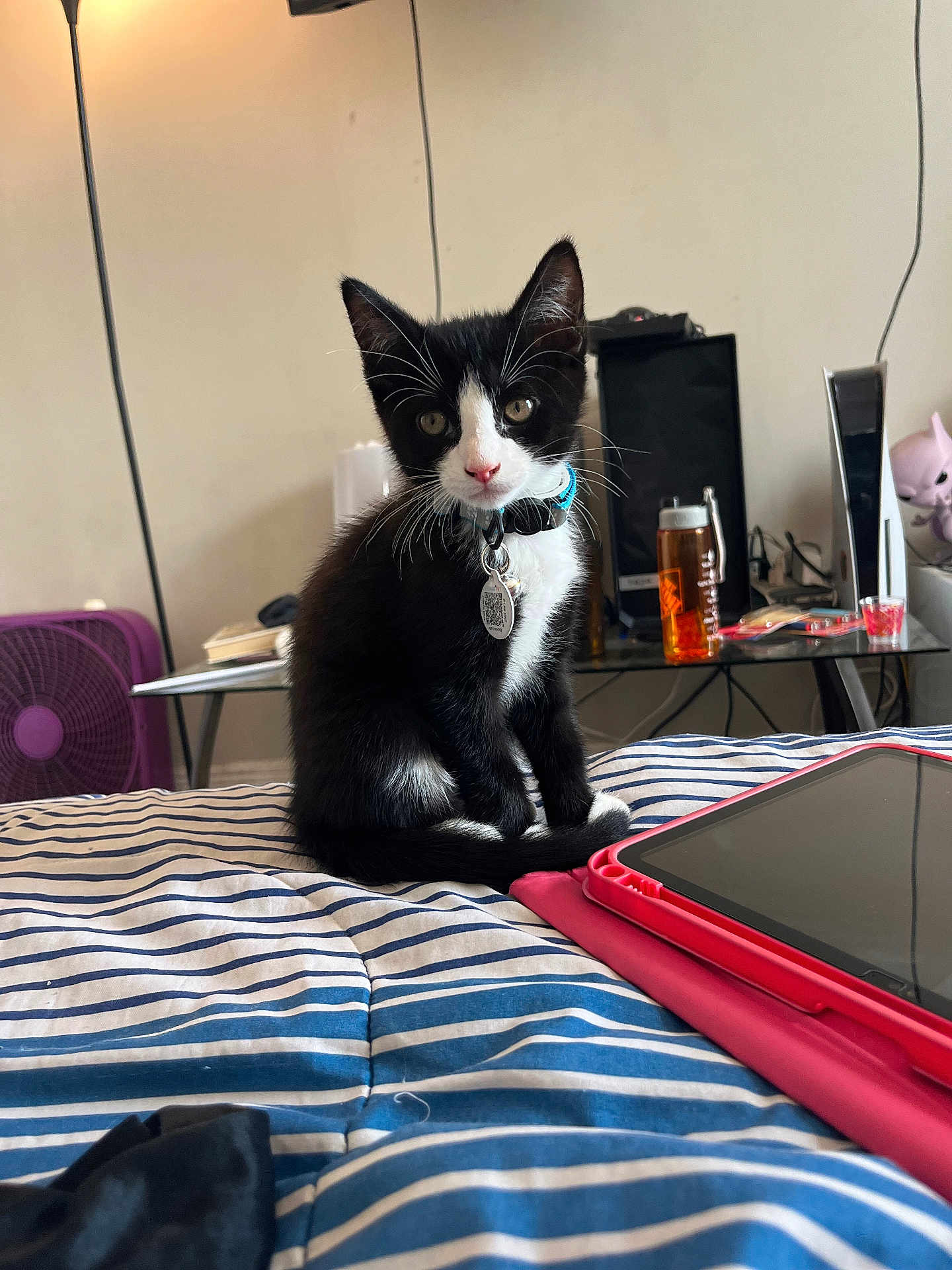 David Oreo joined the competition — help win amazing prizes! bed, black_and_white, bottle, cat, collar, cords, curious, electronics, fan, furniture, glass_table, indoor, kitten, pet, red_case, room, sitting, striped_bedspread, tablet, whiskers