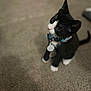 David Oreo is registered to the contest to win money with this photo: animal, attention, black_and_white, carpet, cat, collar, curious, cute, domestic, ears, feline, furry, indoor, looking_up, paws, pet, sitting, tag, whiskers, young_cat
