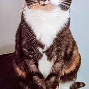 Coco joined the competition — help win amazing prizes! cat, calico, green_eyes, pet, feline, animal, indoor, sitting, fur, whiskers, paws, cute, domestic_cat, looking, portrait, close_up, alert, ears, white_paws, red_surface