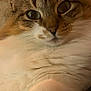 cat, close_up, fluffy, fur, whiskers, eyes, pet, animal, cute, mammal, indoor, face, portrait, relaxed, feline, domestic, soft, friendly, tabby