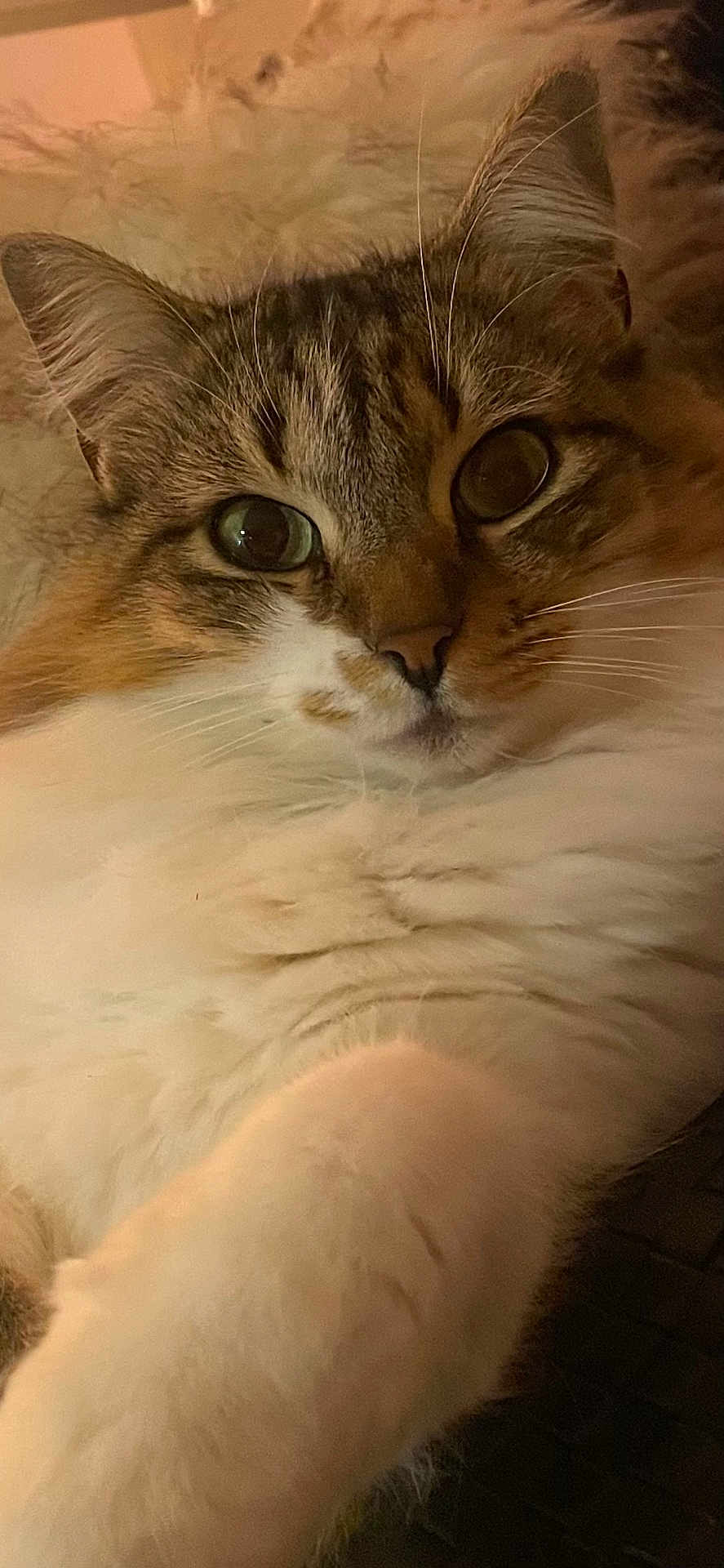 Brucciu participe au concours pour gagner de l'argent avec cette photo : cat, close_up, fluffy, fur, whiskers, eyes, pet, animal, cute, mammal, indoor, face, portrait, relaxed, feline, domestic, soft, friendly, tabby