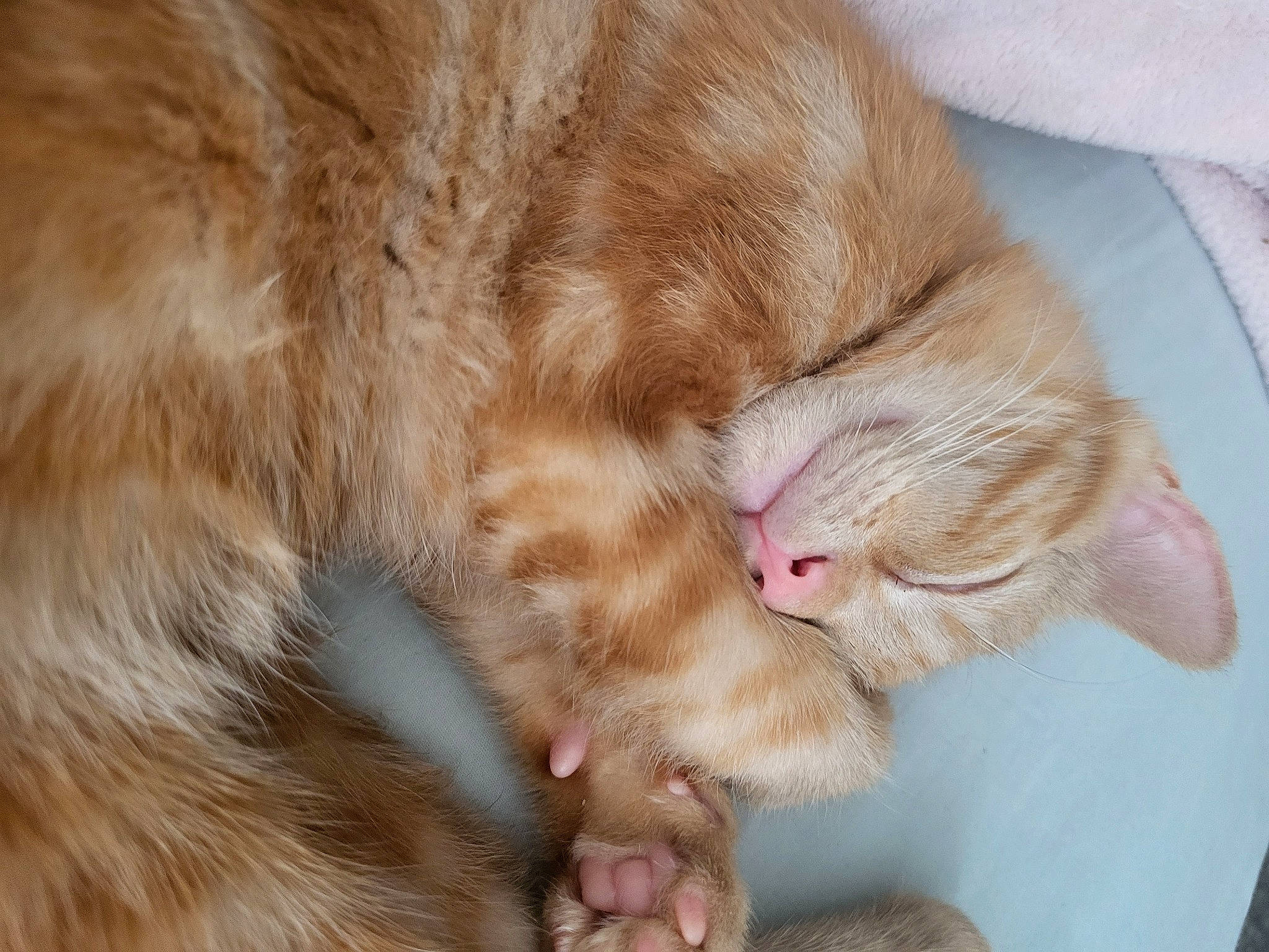 Juice is registered to the contest to win money with this photo: carnivore, cat, claw, comfort, domestic_short_haired_cat, eye, fawn, felidae, fur, nail, nap, paw, sleep, small_to_medium_sized_cats, snout, tail, whiskers, wrinkle