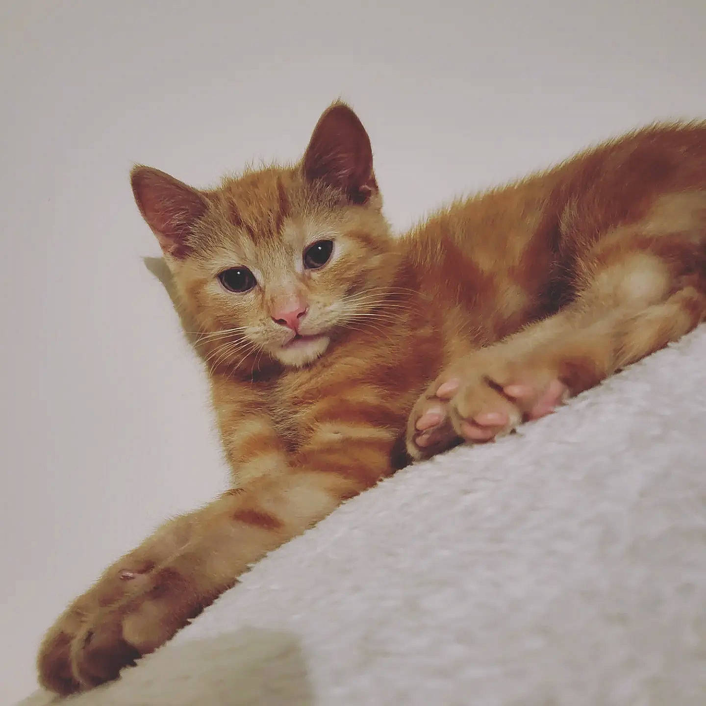 Juice is registered to the contest to win money with this photo: bed, carnivore, cat, claw, comfort, domestic_short_haired_cat, fawn, felidae, fur, paw, small_to_medium_sized_cats, snout, tail, terrestrial_animal, whiskers, wood