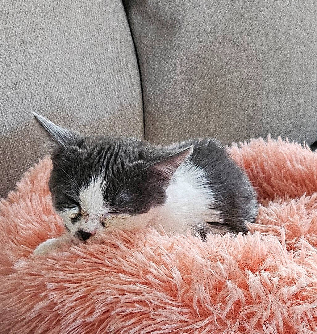 Ladie a rejoint le concours — aidez-le/la à gagner de superbes lots ! carnivore, cat, cat_bed, claw, comfort, domestic_short_haired_cat, felidae, fur, grass, nap, paw, sleep, small_to_medium_sized_cats, snout, tail, terrestrial_animal, toy, whiskers