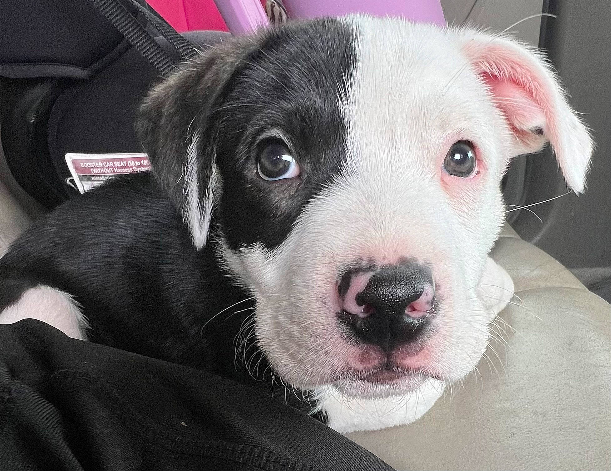 Oreo joined the competition — help win amazing prizes! canidae, carnivore, companion_dog, dog, dog_breed, ear, eye, fawn, fur, non_sporting_group, snout, sporting_group, terrestrial_animal, whiskers, working_animal