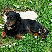 Ana participe au concours pour gagner de l'argent avec cette photo : animal, black_dog, canine, collar, daisies, dog, flower, fur, garden, grass, greenery, lying_down, nature, outdoor, pet, relaxed, resting, small_dog, summer, sunlight