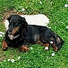 animal, black_dog, canine, collar, daisies, dog, flower, fur, garden, grass, greenery, lying_down, nature, outdoor, pet, relaxed, resting, small_dog, summer, sunlight