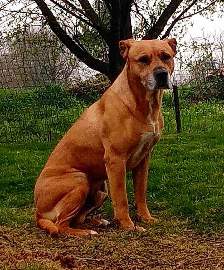 Hugo a rejoint le concours — aidez-le/la à gagner de superbes lots ! canidae, carnivore, collar, companion_dog, dog, dog_breed, dog_collar, fawn, guard_dog, hound, liver, molosser, plant, sky, snout, sporting_group, tail, terrestrial_animal, tree, working_animal