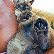 Shalimar participe au concours pour gagner de l'argent avec cette photo : animal, cat, couch, electronics, furniture, hardware, kitten, manx, person, pet, siamese, sleeping