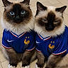 adorable, animal, blue_eyes, blue_jersey, cat, cats, close_up, cute, domestic_cat, feline, fluffy, fur, indoor, matching_outfits, pair, pets, portrait, sitting, sports_jersey, tiled_floor