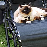 Uccello participe au concours pour gagner de l'argent avec cette photo : animal, black_chair, blue_eyes, cat, chair, daylight, domestic_cat, feline, fluffy, fur, grass, lounge, mammal, nature, outdoor, paws, pet, relaxing, resting, whiskers