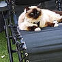 animal, black_chair, blue_eyes, cat, chair, daylight, domestic_cat, feline, fluffy, fur, grass, lounge, mammal, nature, outdoor, paws, pet, relaxing, resting, whiskers