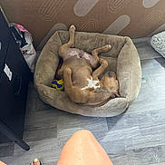 Cartel is registered to the contest to win money with this photo: brown_dog, cardboard_box, casual, comfort, dog, dog_bed, flip_flops, flooring, household_items, human_legs, indoor, nail_polish, pet, plush_bed, relaxed, resting, sleeping, starfish_decoration, toes, wood_floor