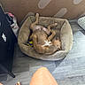 brown_dog, cardboard_box, casual, comfort, dog, dog_bed, flip_flops, flooring, household_items, human_legs, indoor, nail_polish, pet, plush_bed, relaxed, resting, sleeping, starfish_decoration, toes, wood_floor