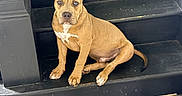 Cartel is registered to the contest to win money with this photo: dog, stairs, blue_eyes, tan_fur, chew_toy, wooden_floor, indoor, pet, sitting, curious, playful, animal, domestic, companion, paw, ears, snout, looking, resting, house