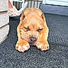 Cartel joined the competition — help win amazing prizes! animal, brick_wall, brown_fur, carpet, closeup, cute, dog, door, ear, floor, indoors, nose, paw, pet, puppy, relaxing, resting, sleeping, slipper, young_dog