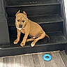 Cartel is registered to the contest to win money with this photo: dog, stairs, wooden_floor, toy, brown_dog, pet, indoor, sleepy, resting, chew_toy, black_stairs, white_patch, canine, animal, domestic_animal, quiet, flooring, paw, ears, closed_eyes