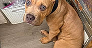 Cartel joined the competition — help win amazing prizes! animal, basket, blue_eyes, brown_dog, cleaning_supplies, collar, curious, dog, ears, floor, indoor, looking_up, pet, plastic_bottle, puppy, sitting, spray_bottle, tail, tile_wall, young_dog