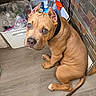 Cartel joined the competition — help win amazing prizes! puppy, dog, brown_dog, blue_eyes, indoor, floor, basket, cleaning_supplies, plastic_bottle, spray_bottle, tile_wall, curious, sitting, pet, animal, young_dog, collar, looking_up, ears, tail