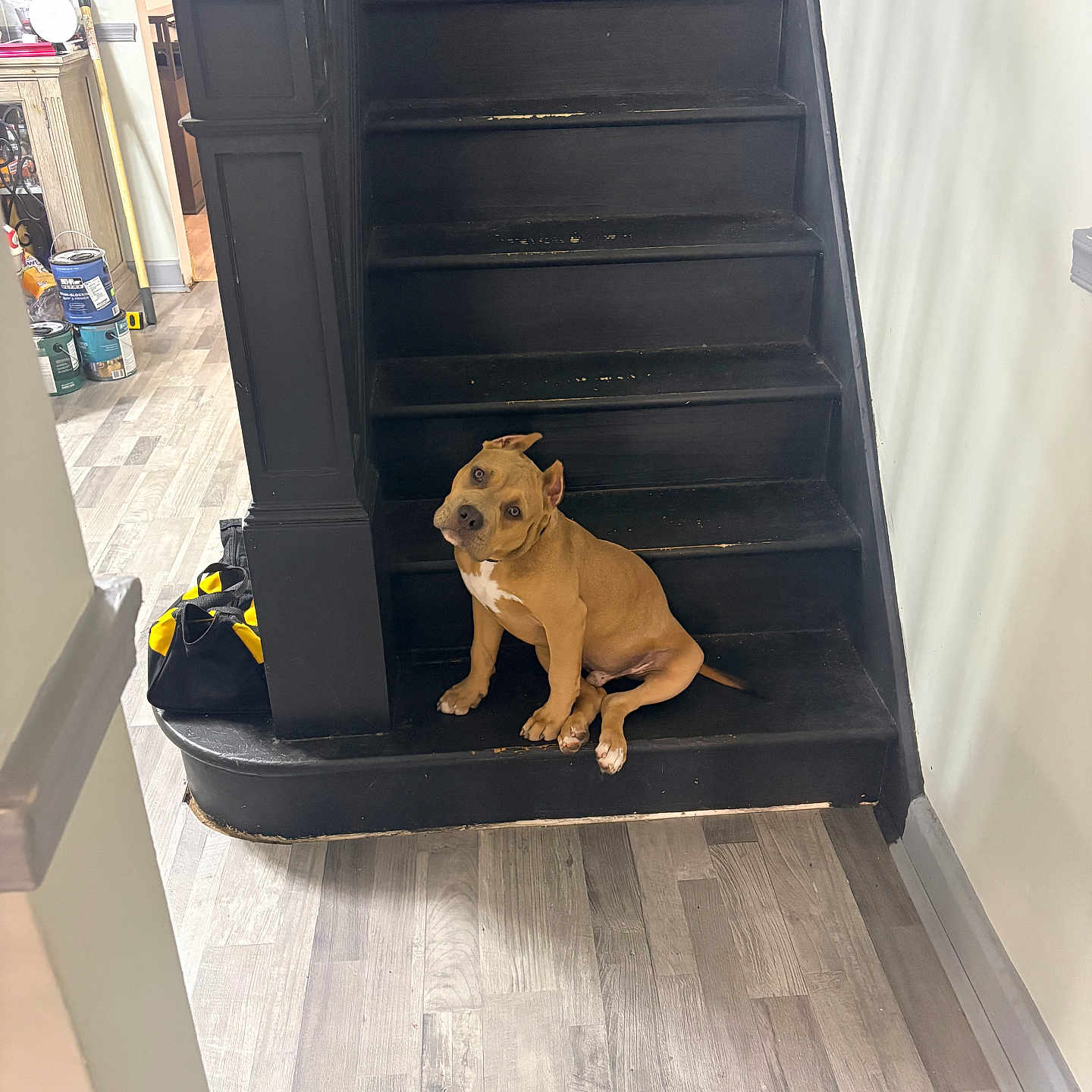 Cartel joined the competition — help win amazing prizes! animal, black_stairs, brown_dog, curious, dog, domestic_animal, flooring, head_tilt, home_interior, indoor, paint_cans, pet, puppy, renovation, sitting, stairs, tools, white_chest_patch, wood_floor, wooden_stairs