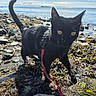 cat, black_cat, pet, animal, golden_eyes, leash, outdoors, shoreline, beach, coast, seawater, rocks, pebbles, seaweed, nature, water, sunlight, reflection, close_up, portrait