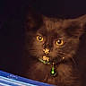 cat, black_cat, pet, animal, feline, green_collar, bell, whiskers, yellow_eyes, close_up, portrait, indoors, dark_background, looking_at_camera, nose, crumbs, fur, blue_surface, dramatic_lighting, curious