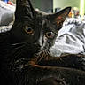 cat, black_cat, pet, feline, animal, amber_eyes, whiskers, ears, fur, close_up, portrait, indoors, home, blanket, cushion, cozy, curious, staring, soft_lighting, photography