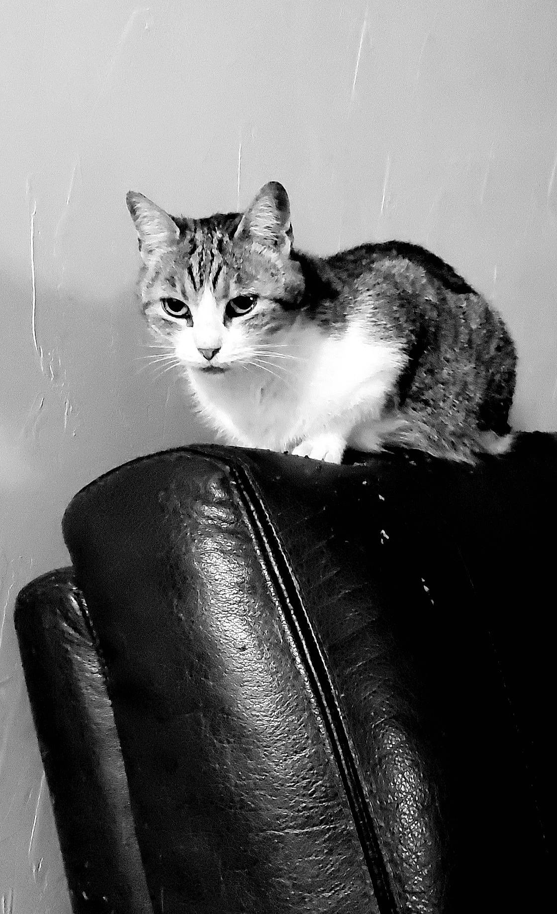 Ivane a rejoint le concours — aidez-le/la à gagner de superbes lots ! auto_part, automotive_lighting, carnivore, cat, comfort, darkness, domestic_short_haired_cat, felidae, fur, monochrome, monochrome_photography, paw, room, sitting, small_to_medium_sized_cats, snout, still_life_photography, stock_photography, tail, whiskers