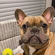 Laiko participe au concours pour gagner de l'argent avec cette photo : dog, french_bulldog, pet, indoor, blanket, tennis_ball, close_up, brown_fur, resting, ears, face, looking_at_camera, cute, companion, animal, domestic, cozy, portrait, soft_texture, window_blinds