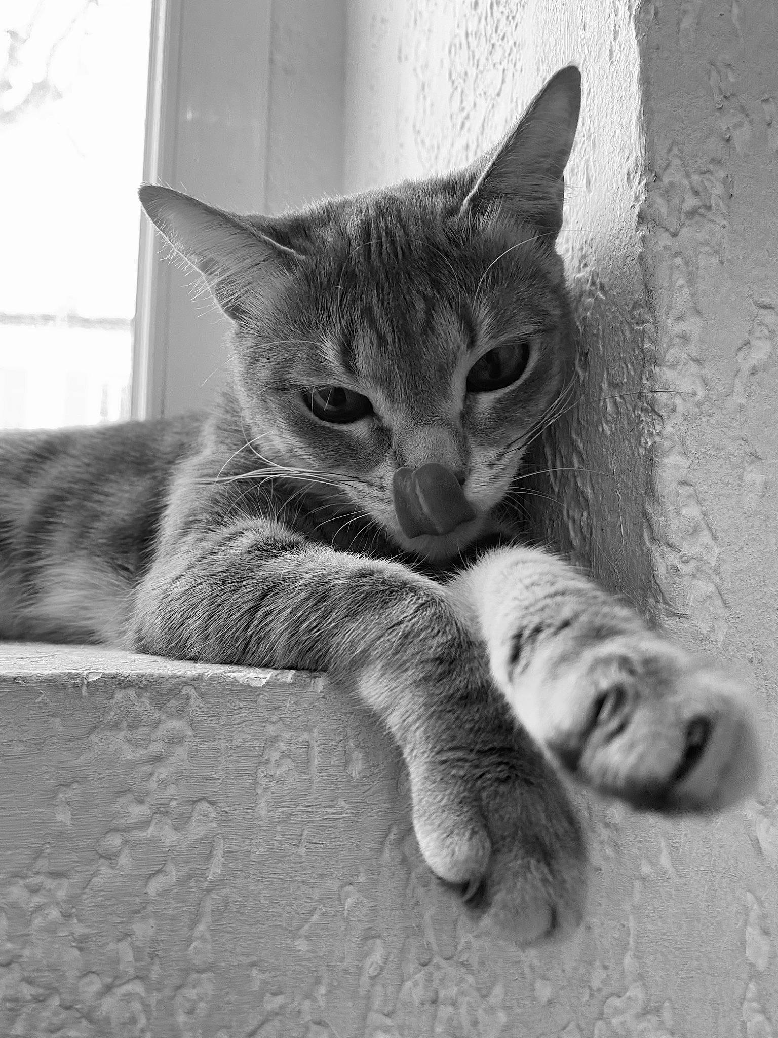 Nala participe au concours pour gagner de l'argent avec cette photo : black_and_white, carnivore, cat, claw, curious, domestic_short_haired_cat, felidae, foot, fur, gesture, grey, monochrome, monochrome_photography, paw, small_to_medium_sized_cats, snout, stock_photography, style, tail, whiskers