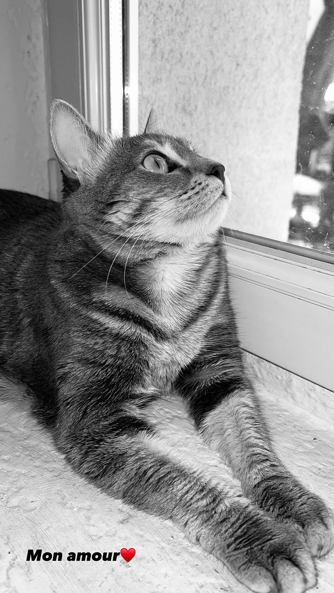 Nala a rejoint le concours — aidez-le/la à gagner de superbes lots ! black_and_white, carnivore, cat, claw, domestic_short_haired_cat, felidae, flooring, fur, grey, monochrome, monochrome_photography, paw, sitting, small_to_medium_sized_cats, snout, style, tail, terrestrial_animal, whiskers, window