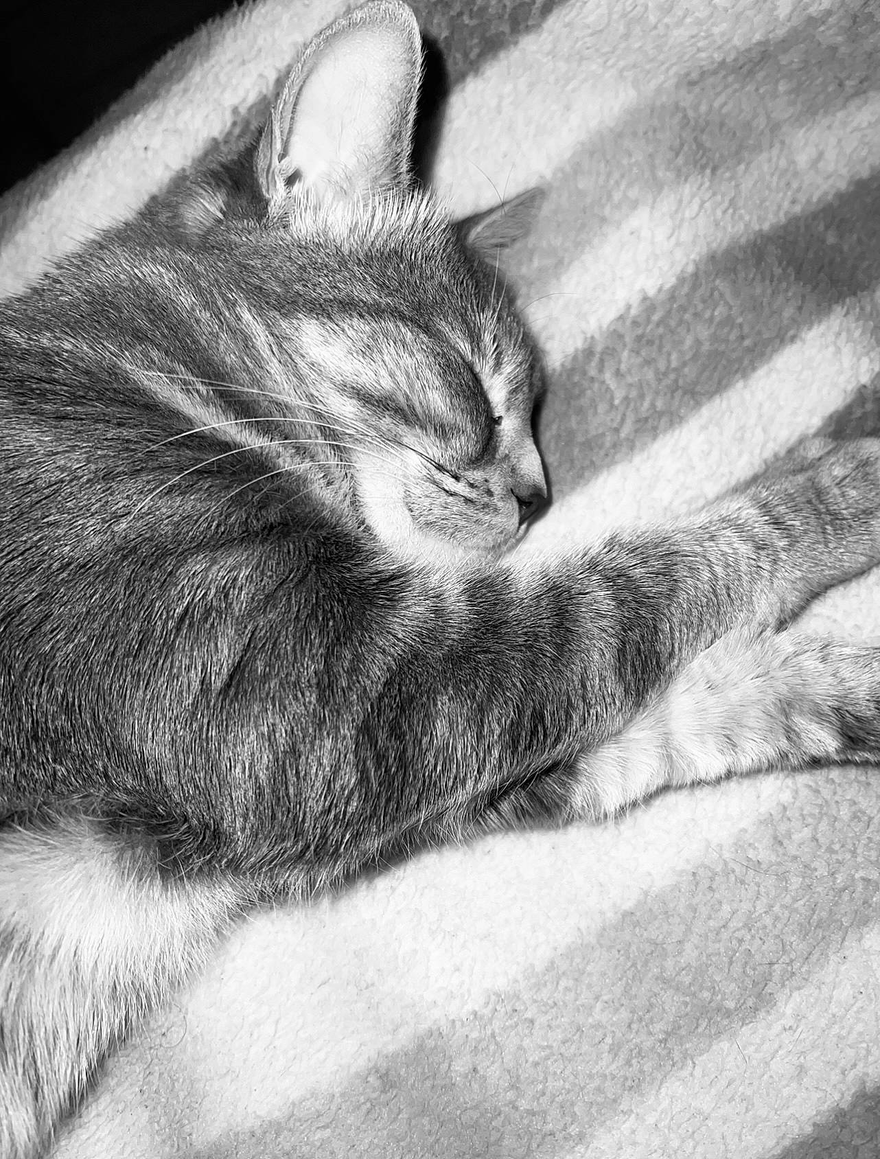 Nala participe au concours pour gagner de l'argent avec cette photo : black_and_white, carnivore, cat, claw, comfort, domestic_short_haired_cat, eye, felidae, fur, grey, monochrome, monochrome_photography, nap, paw, sitting, sleep, small_to_medium_sized_cats, snout, tail, whiskers