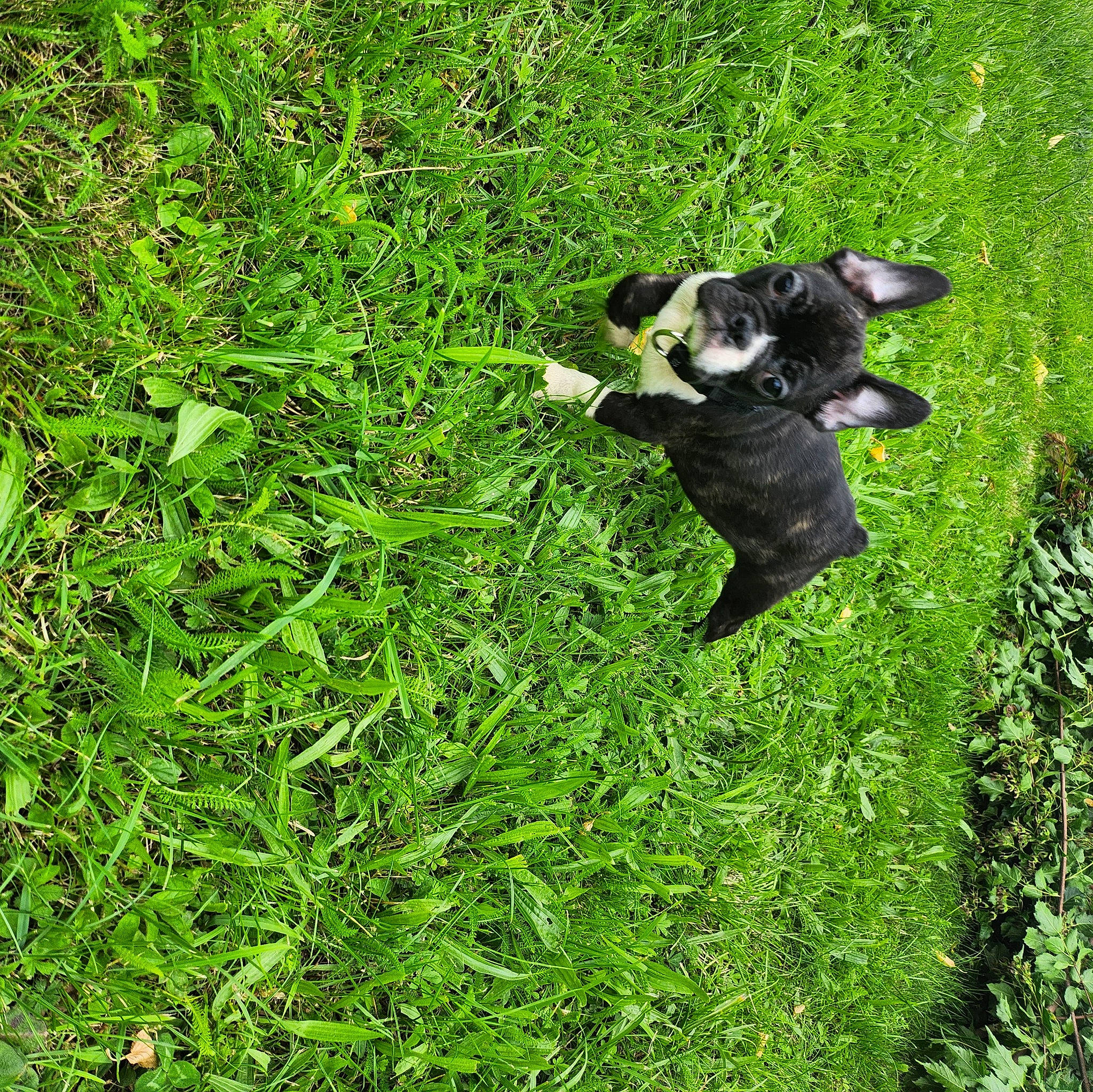 Vaneo a rejoint le concours — aidez-le/la à gagner de superbes lots ! canidae, carnivore, companion_dog, dog, dog_breed, grass, grass_family, grassland, groundcover, herbaceous_plant, herding_dog, lawn, natural_landscape, pasture, plant, shrub, sporting_group, tail, terrestrial_plant, working_animal