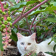 Michelle a rejoint le concours — aidez-le/la à gagner de superbes lots ! animal, berries, branches, cat, closeup, colorful, feline, foliage, garden, leaves, log, natural_light, odd_eyed_cat, outdoor, pet, portrait, tree, white_cat, wildlife, wood