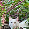 animal, berries, branches, cat, closeup, colorful, feline, foliage, garden, leaves, log, natural_light, odd_eyed_cat, outdoor, pet, portrait, tree, white_cat, wildlife, wood