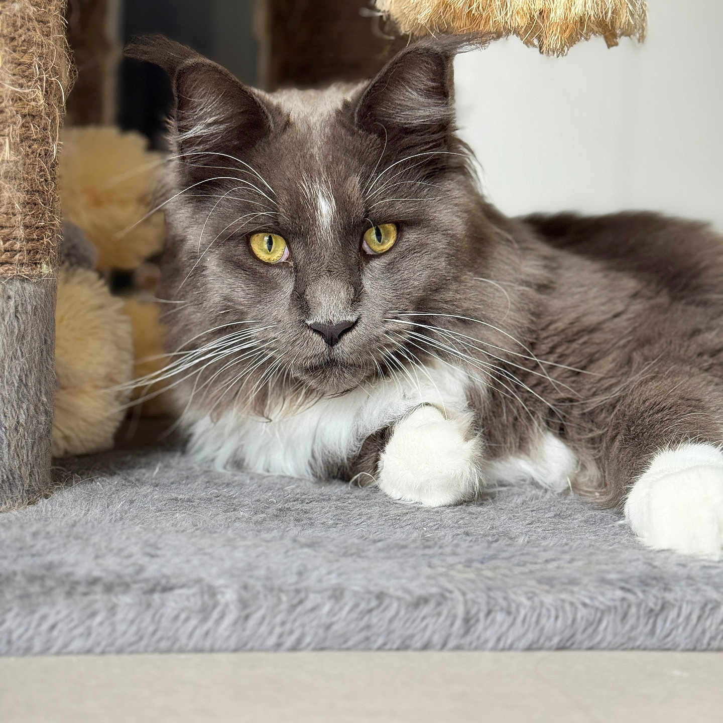 Wattwatt participe au concours pour gagner de l'argent avec cette photo : animal, cat, cat_tree, close_up, cozy, feline, fluffy_fur, gray_cat, indoor, paw, pet, portrait, relaxed, resting, sisal_rope, soft_texture, toy, whiskers, white_paws, yellow_eyes